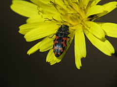 Acmaeodera ottomana
