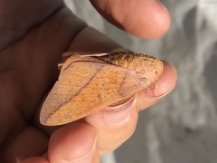 Syssphinx bisecta