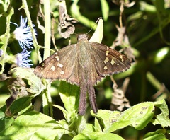 Thorybes dorantes dorantes