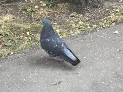 Columba livia domestica