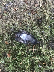 Columba livia domestica