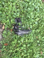 Columba livia domestica