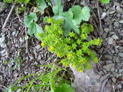 Sedum annuum