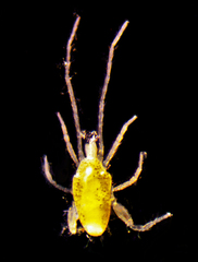 Eupodidae