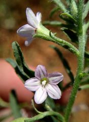 Convolvulus simulans