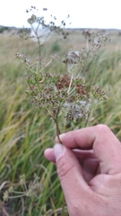 Ostericum palustre