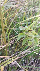 Ostericum palustre