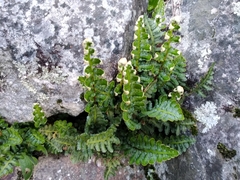 Asplenium cordatum