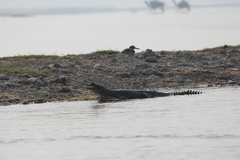 Esacus recurvirostris