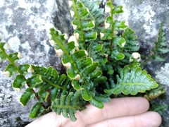 Asplenium cordatum