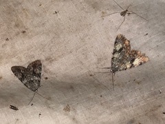 Catocala lineella