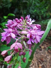 Calanthe masuca