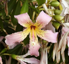 Ceiba speciosa