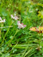 Antennaria dioica
