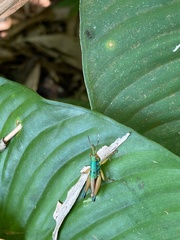 Caryanda spuria