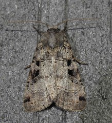 Xestia normanianus