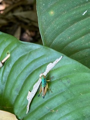 Caryanda spuria