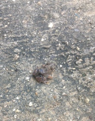 Pleurodema brachyops