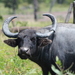 Domestic Water Buffalo - Photo (c) Paulo Henrique Bonavigo, some rights reserved (CC BY-NC), uploaded by Paulo Henrique Bonavigo