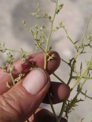 Cycloloma atriplicifolium
