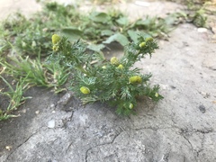 Matricaria discoidea
