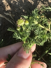 Matricaria discoidea