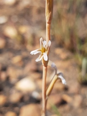 Aloe subspicata