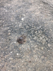 Pleurodema brachyops