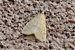 Hahncappsia pergilvalis