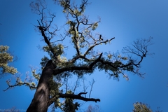 Angophora bakeri bakeri