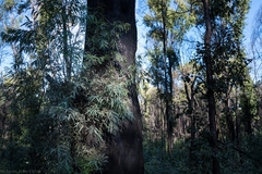 Angophora bakeri bakeri