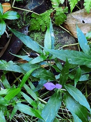 Dicliptera roxburghiana