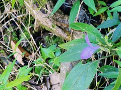 Dicliptera roxburghiana