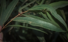 Angophora bakeri bakeri