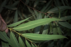 Angophora bakeri bakeri