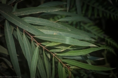 Angophora bakeri bakeri