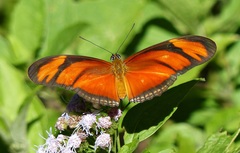 Dryas iulia alcionea