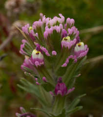 Castilleja exserta latifolia