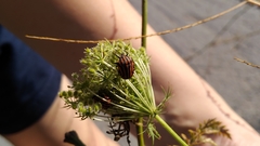 Graphosoma italicum