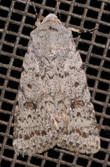 Caradrina multifera