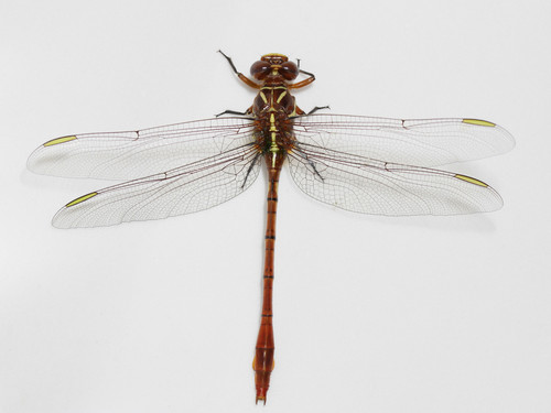 Two-striped Forceptail photographed in North Carolina