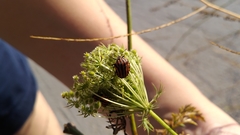 Graphosoma italicum