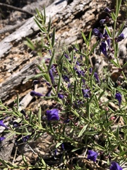 Scutellaria siphocampyloides