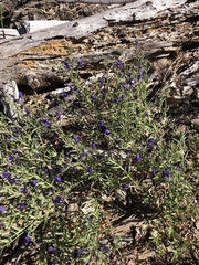 Scutellaria siphocampyloides