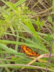 Byblia anvatara
