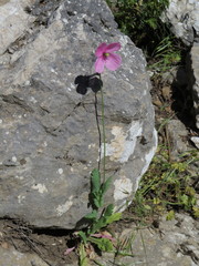 Papaver gracile