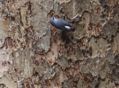 Zosterops mauritianus