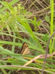 Byblia anvatara