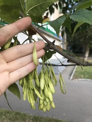 Fraxinus pennsylvanica