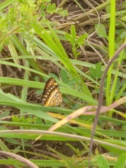 Byblia anvatara